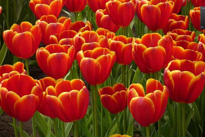 Parque Keukenhof, Holanda
