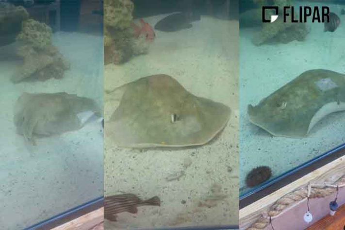 Steve Irwin morto por arraia 