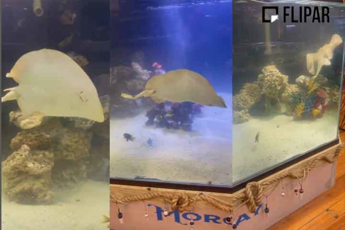 Steve Irwin morto por arraia 