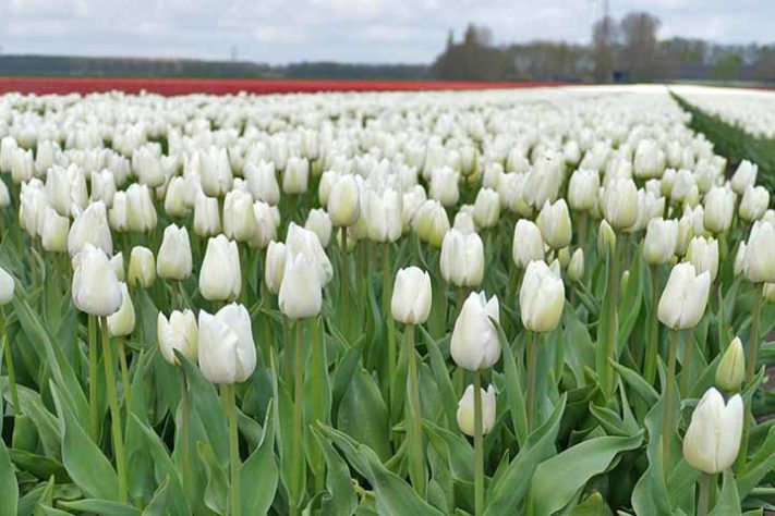 Tulipas Flevoland , Holanda - Tulipas