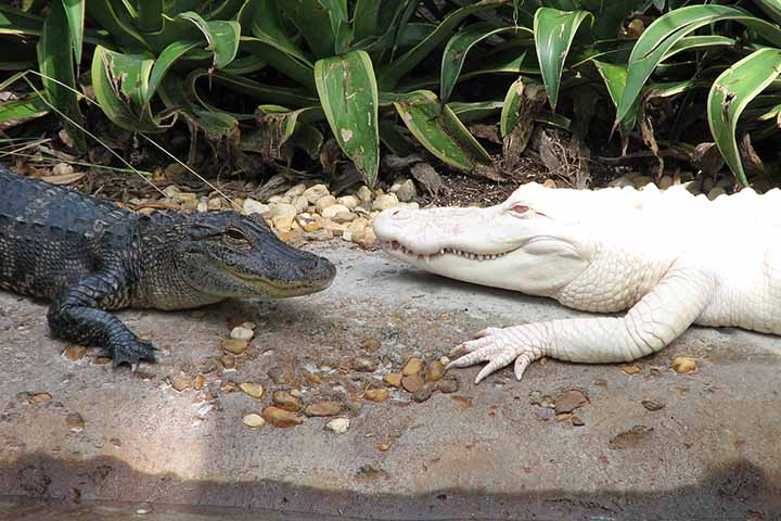 O Zoológico e Aquário de Omaha tem sob sua responsabilidade dez jacarés americanos. Eles estão entre os animais que atraem a curiosidade de visitantes nas excursões educativas programadas pe instituição. 
-Flickr dkl1