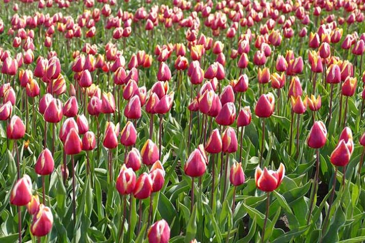 Tulipas Flevoland; Holanda - Tulipas 