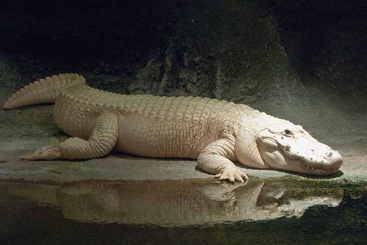 A suspeita da direção do zoológico de Omaha é que as moedas tenham sido atiradas por visitantes no reduto reservado a Thibodaux. 
-- Flickr Eugene Ward