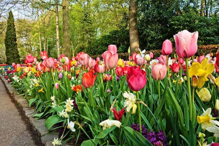 Tulipas de; Keukenhof; Holanda - Tulipas