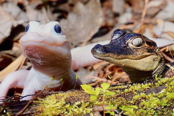 Jamais havia ocorrido o registro (acompanhamento) do nascimento de um jacaré leucístico no mundo. E o caso teve repercussão internacional. 
-Instagram @gatorland_orlando