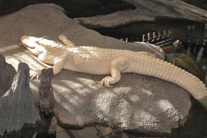 Diferentemente de jacarés albinos, que têm olhos vermelhos ou rosados, os leucísticos têm olhos claros, geralmente azuis, podendo ser acinzentados. Sua pele sensível à luz solar e exposição prolongada pode causar queimaduras.- Flickr Judith Epstein