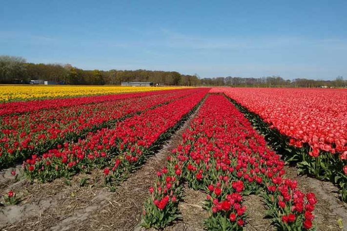 Campo Noordwijk; Holanda - Tulipas