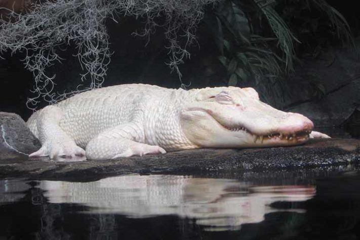 Jacaré branco