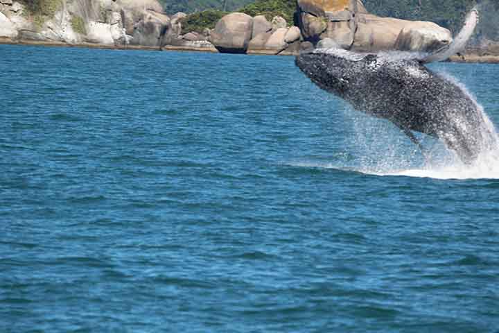 Baleia-de-bryde - Esse é o nome comum dado a duas espécies de baleias, a Balaenoptera brydei e a Balaenoptera edeni, da família dos balenopterídeos. O "complexo" significa que o número e a classificação permanecem obscuros devido à falta de informações e pesquisas definitivas.