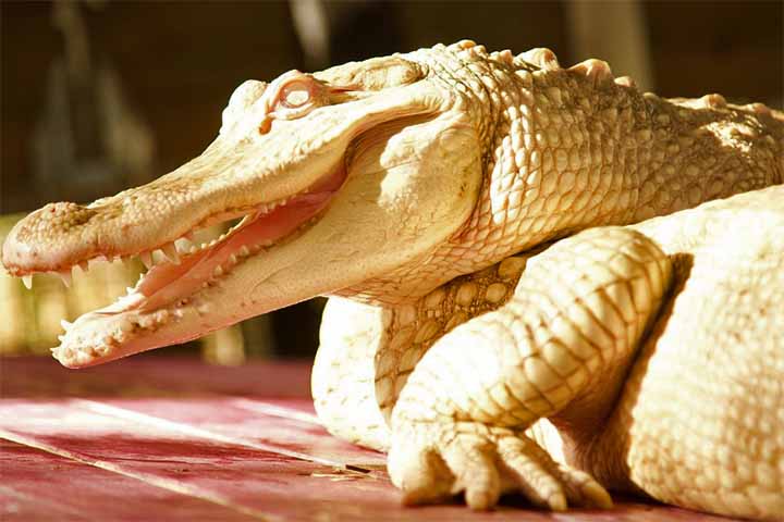 Esses jacarÃ©s sÃ³ existem nos EUA e, alÃ©m do zoo em Omaha, eles estÃ£o abrigados principalmente no Aubudon, em Nova Orleans; e em trÃªs parques da FlÃ³ria (Wild Florida; Parque da Vida Selvagem de St Augustine; e Gatorland).-JacarÃ© Branco - Instagram @gatorland_orlando