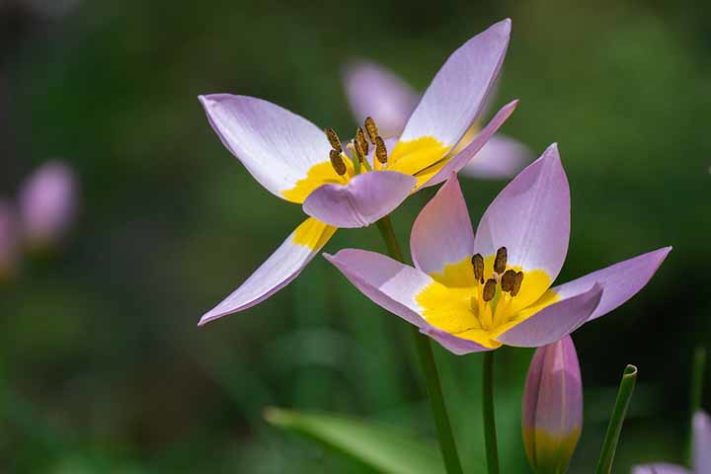 Tulipa Selvagem - Tulipas 