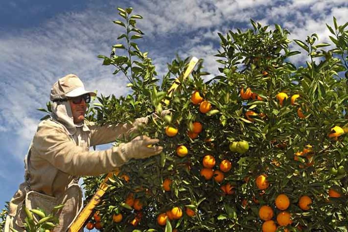 Laranjeira aromática  