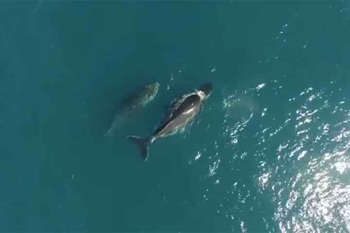 “Essa é uma área muito rica, cerca de 70% das espécies de baleias e golfinhos do mar brasileiro são encontrados aqui”, explicou José Olímpio, biólogo coordenador-geral do PMC-BS, ao Jornal Nacional, da TV Globo.