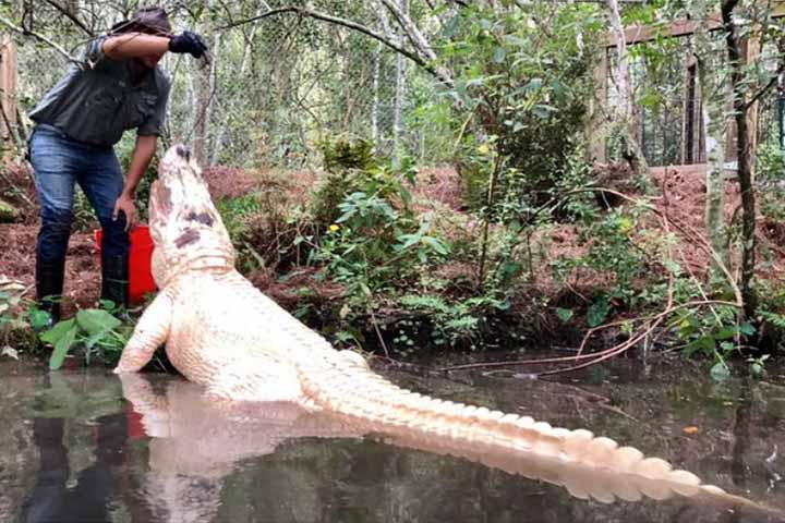 Mas, quando está na natureza, o leucístico geralmente vive menos, pois sua pele branca o torna mais vulnerável aos predadores. E a exposição ao sol provoca problemas no animal. - Instagram @gatorland_orlando