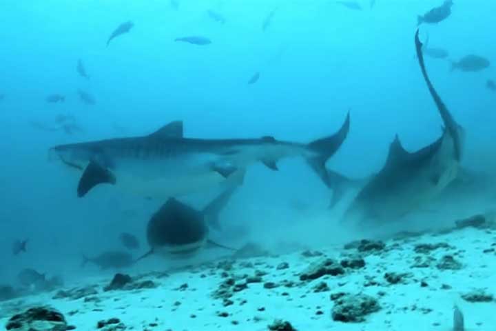 Com o passar dos séculos, as ilhas foram visitadas por marinheiros dos países do mar Arábico e dos litorais do oceano Índico, que deixaram a sua marca.