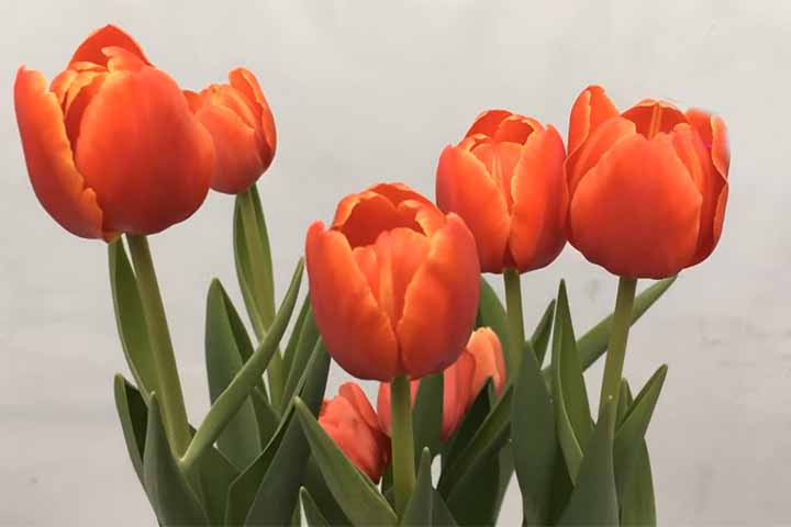 Ã? importante remover as flores murchas para estimular o crescimento das flores. ApÃ³s essa etapa, as folhas devem ser deixadas secar naturalmente para que o bulbo acumule energia para a prÃ³xima floraÃ§Ã£o.