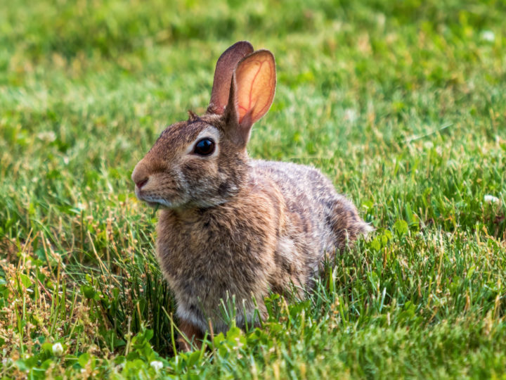 Os coelhos são animais peludos e orelhudos que encantam com sua fofura, mas guardam muito mais do que aparentam.  -  (crédito: freepik wirestock)