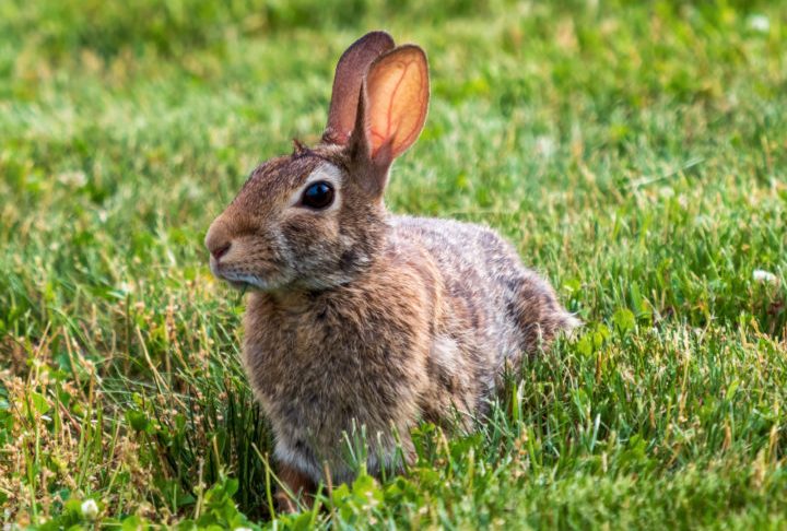 <p>Ambos pertencem à família Leporidae, o que explica por que compartilham várias características em comum, como orelhas longas, dentes incisivos e patas traseiras fortes adaptadas para saltar.</p>
