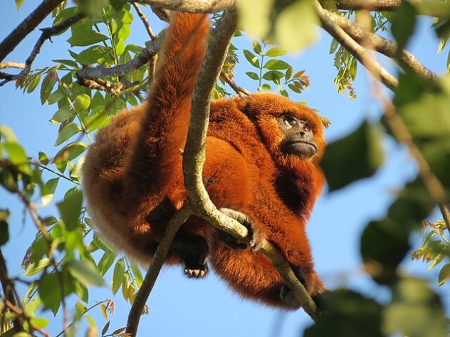 Animais barulhentos