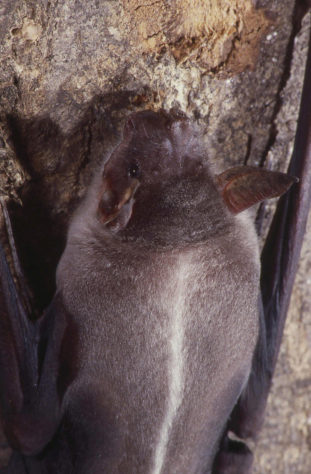 Animais barulhentos