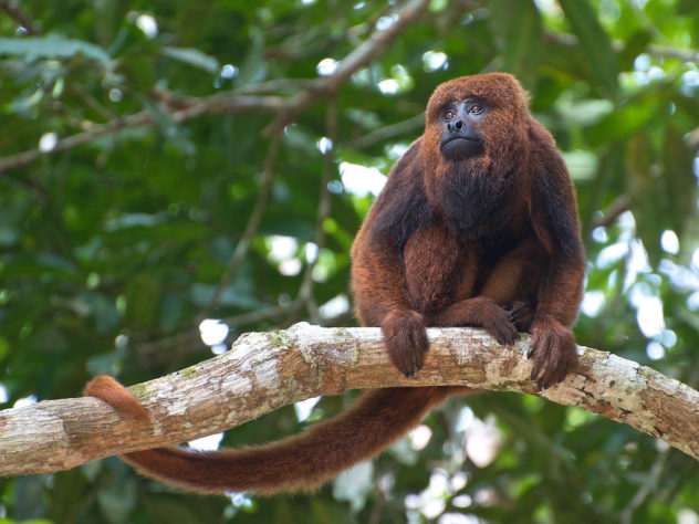 Animais barulhentos