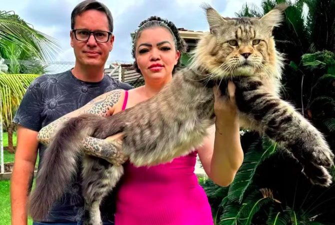 Casal brasileiro tenta registrar gato como o ‘maior do mundo’