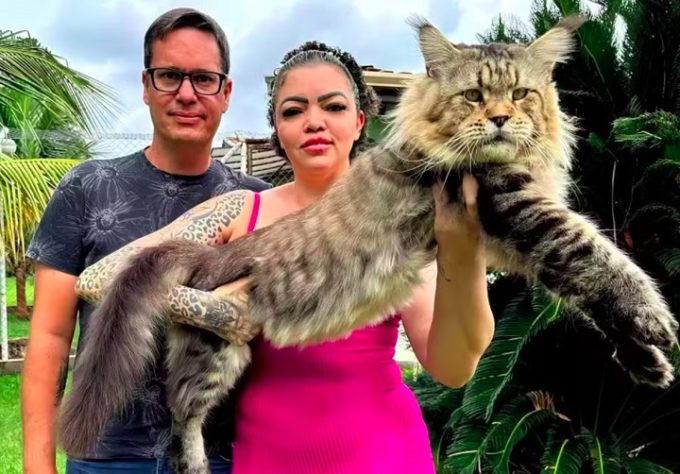 Casal brasileiro alega ter 'maior gato do mundo'