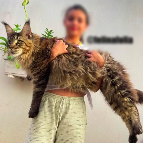 Casal brasileiro alega ter 'maior gato do mundo'