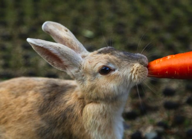 Coelho comendo cenoura