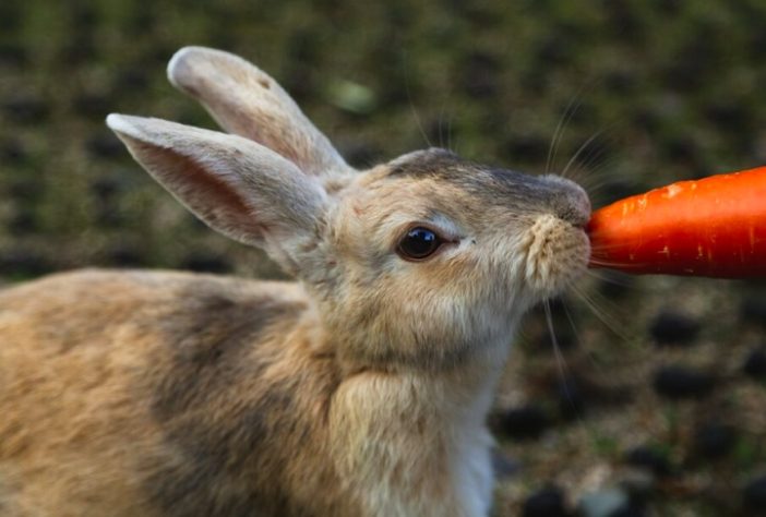Coelho comendo cenoura - Freepik/wirestock