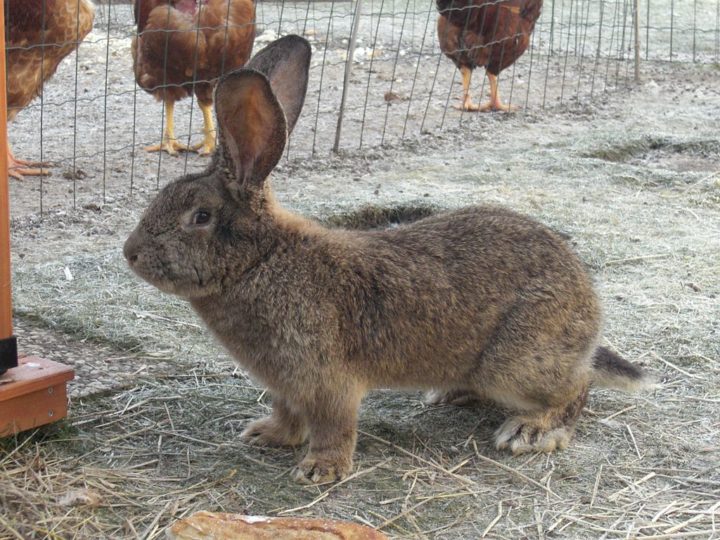O tamanho de um coelho pode variar de acordo com a raça, desde mini coelhos de 1kg até gigantes da região de Flandres, na Bélgica, que chegam a pesar 8kg!