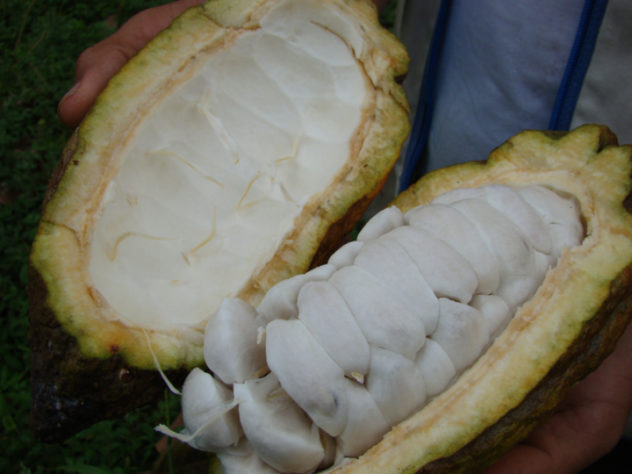 Fruto do cacau