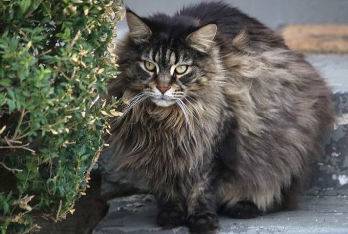 Gato maine coon