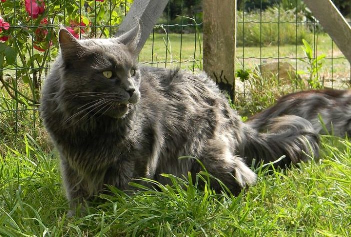 Gato maine coon