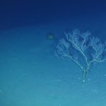 Pesquisadores brasileiros encontram ilha submersa do tamanho da Islândia na costa brasileira