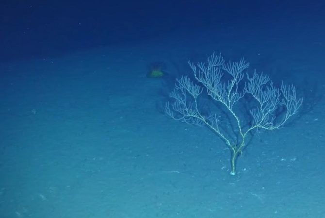 Ilha submersa na costa brasileira pode ter tido tamanho da Islândia