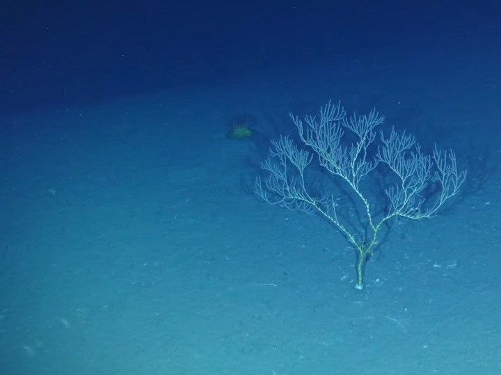 Pesquisadores brasileiros encontram ilha submersa do tamanho da Islândia na costa brasileira