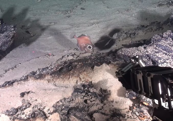 Pesquisadores brasileiros encontram ilha submersa do tamanho da Islândia na costa brasileira