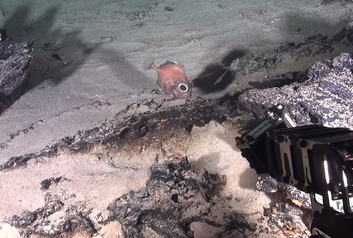 A análise geológica e biológica do local é conduzida por universidades brasileiras como USP, UNB, UERJ, Mackenzie, UFES e Unisinos.