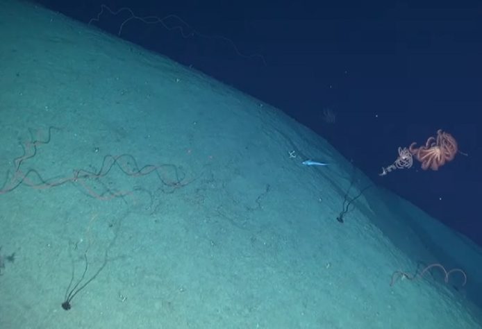 Pesquisadores brasileiros encontram ilha submersa do tamanho da Islândia na costa brasileira