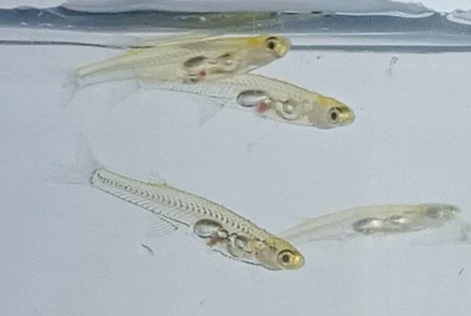 Olhando, ninguém diz: peixe minúsculo faz barulho de ‘britadeira’