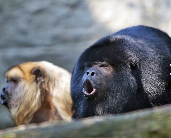 Animais barulhentos