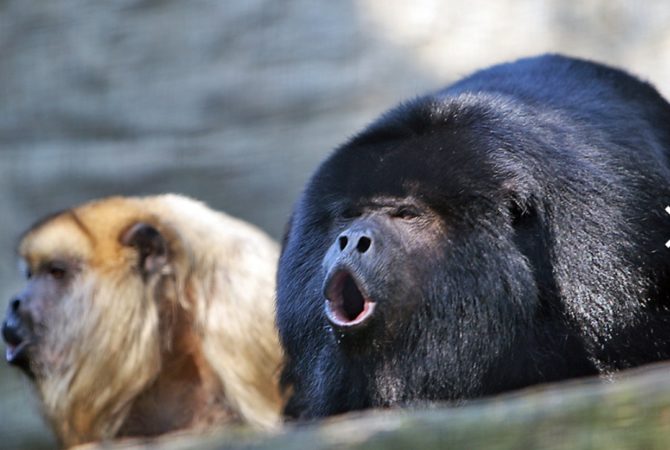 Nada discretos: Os animais mais barulhentos do mundo