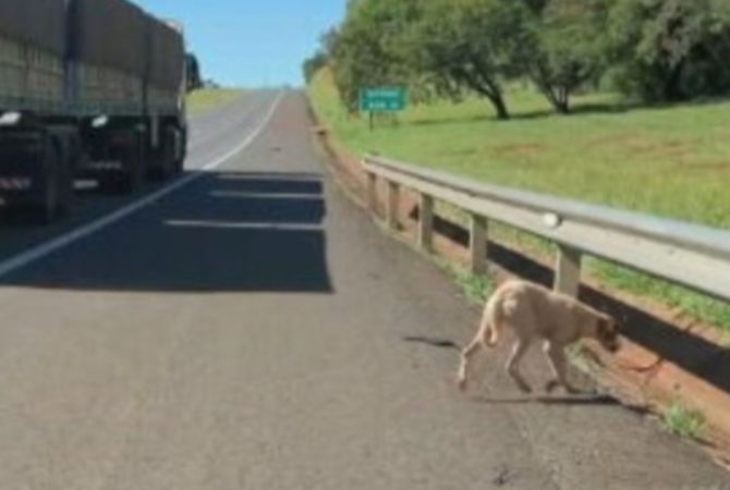 Parceria resgata e trata animais em estradas brasileiras