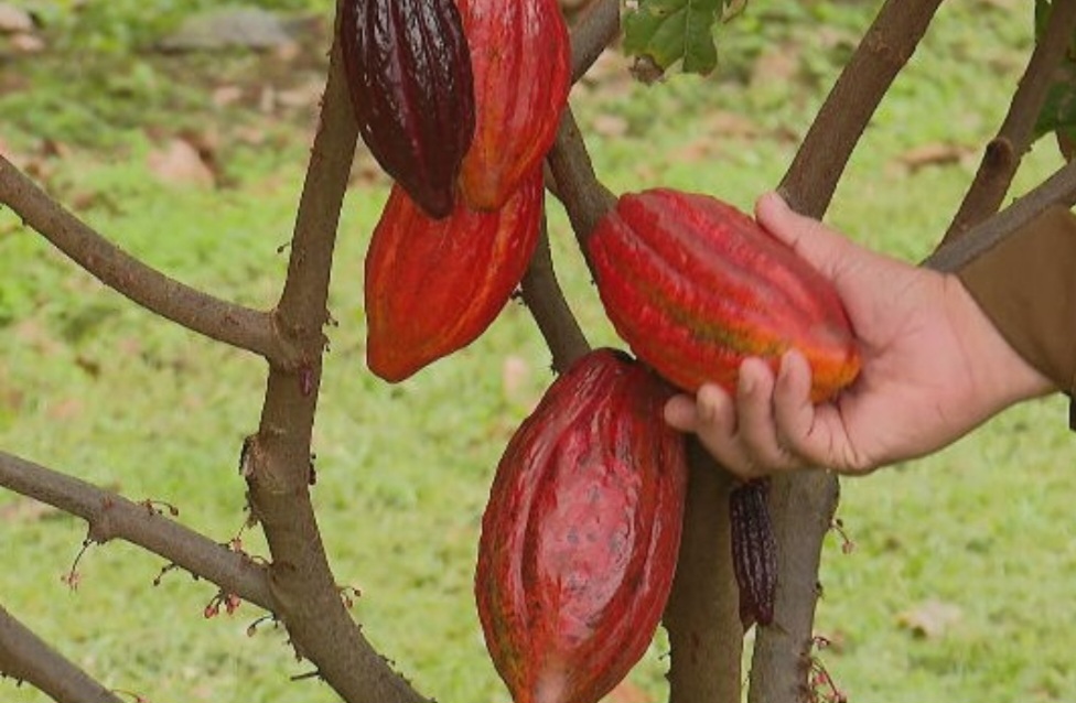 Os produtores ressaltam as vantagens de cultivar cacau, uma fruta que tem diversas utilizações.