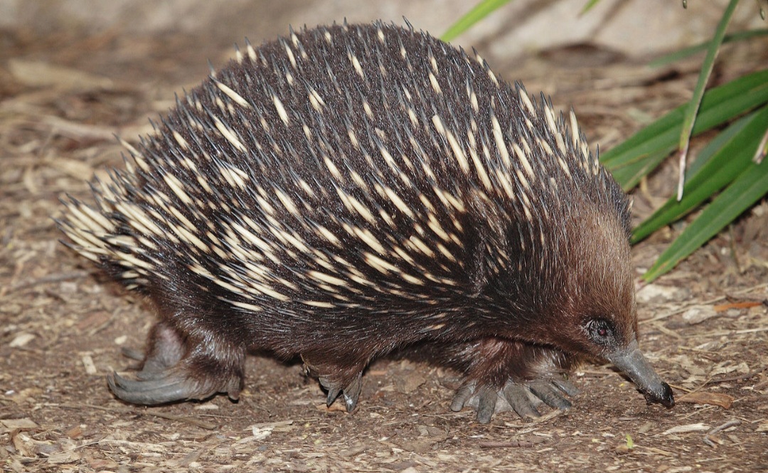 Mas os coelhos são mamíferos e não procriam desta maneira. Os únicos mamíferos que botam ovos são os ornitorrincos e as equidnas (foto)-flagstaffotos wikimedia commons. 