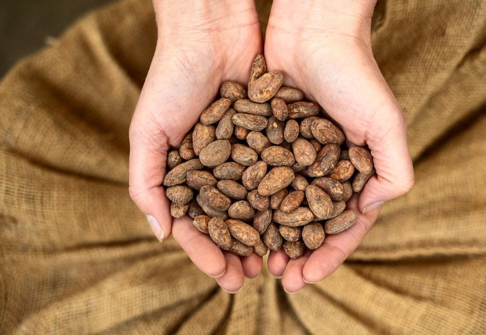 Vigdis tambÃ©m costuma mostrar as sementes de cacau e  com frequÃªncia exclama como Ã© incrÃ­vel que a fruta se transforme num doce tÃ£o delicioso como o chocolate