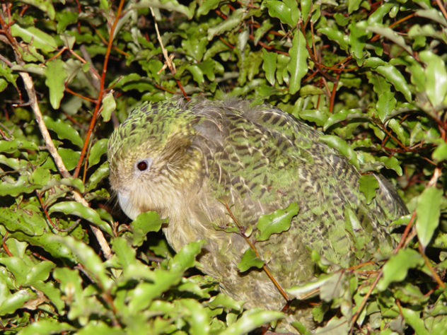 Animais barulhentos