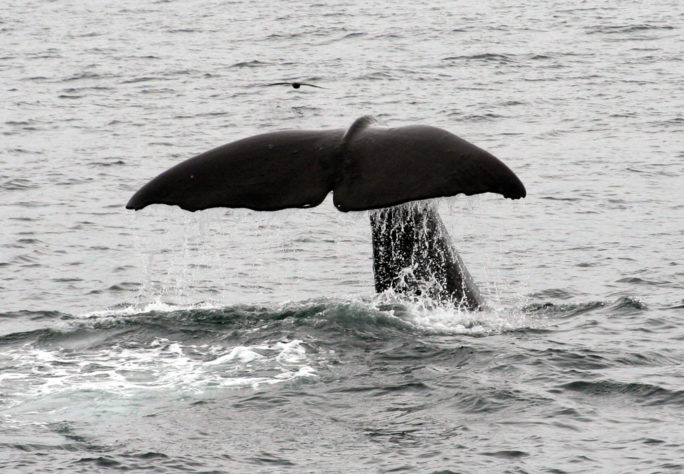 Animais barulhentos