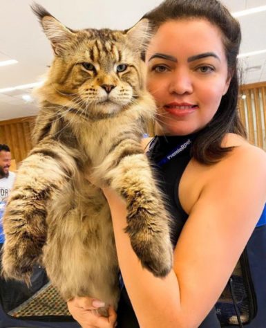 Casal brasileiro alega ter 'maior gato do mundo'